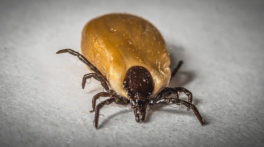 Doença do carrapato erliquiose e babesiose