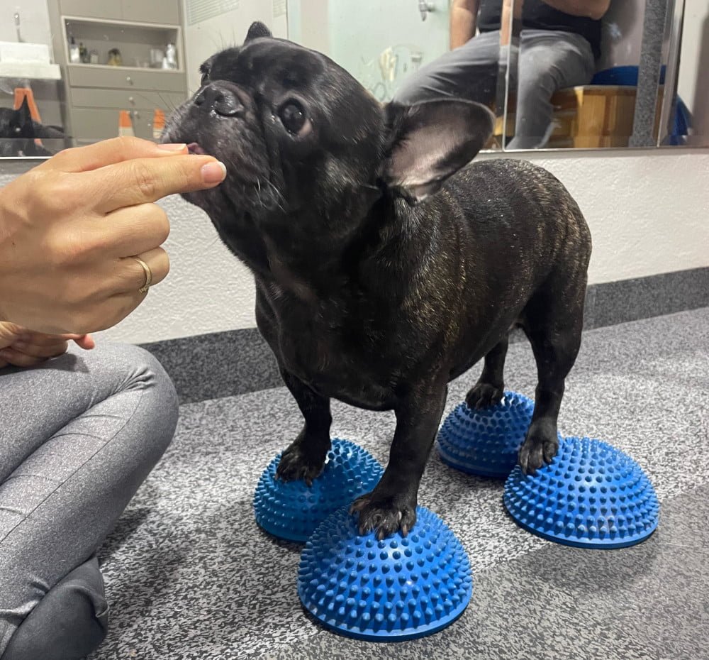Pug bola fisioterapia veterinária Katarina