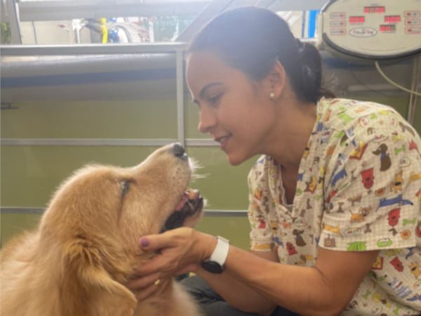 fisioterapia veterinaria meu pet katarina