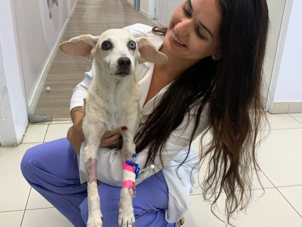 Júlia Almeida veterinária nefrologia